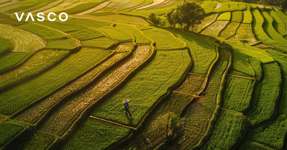 Terrazze di riso estese che brillano alla luce del sole, suggerendo un viaggio in Vietnam a ottobre.